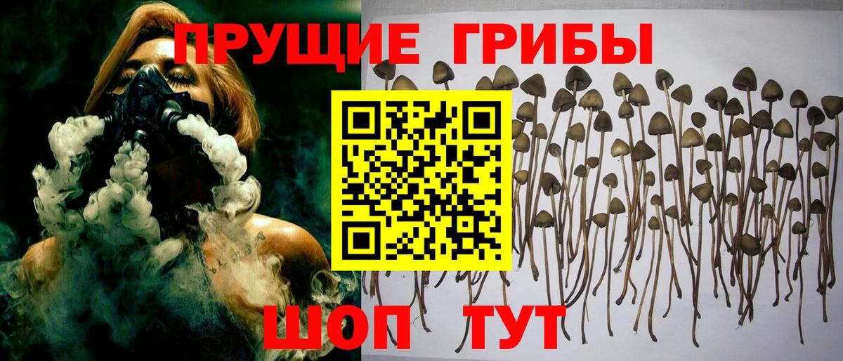 Псилоцибиновые грибы Psilocybe Арсеньев